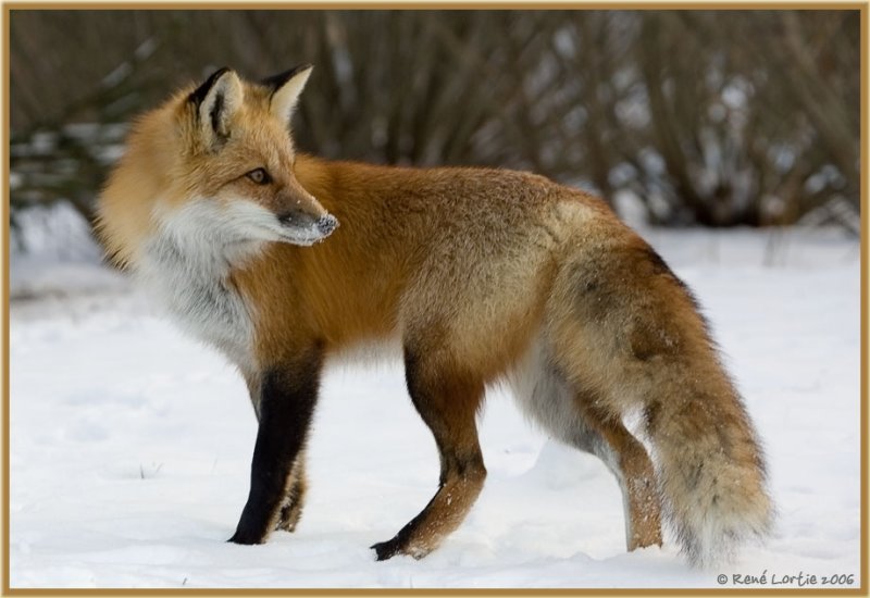 renard 1